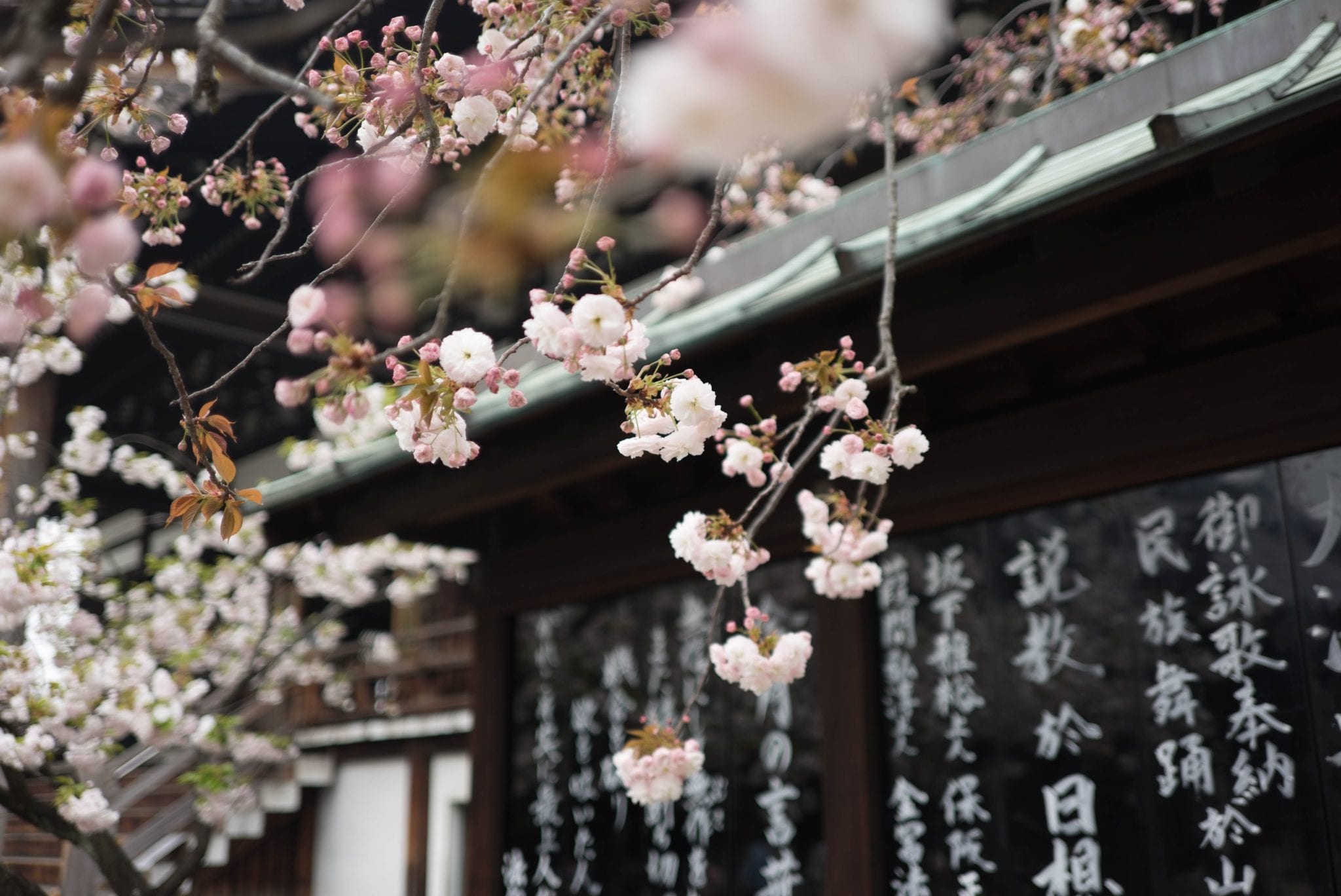 Blossoming Elegance: The Story Behind the Japan Cherry Blossom